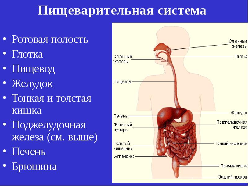 Сис презентация 8 класс