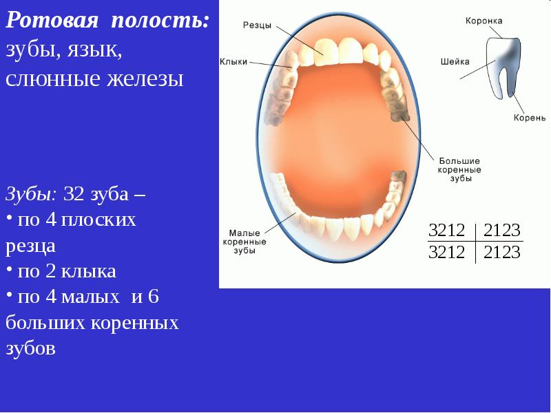 Резцы зубы. Резцы клыки и коренные зубы. Малые и большие коренные зубы. Зубы резцы клыки малые коренные большие коренные. Название зубов резцы клыки.