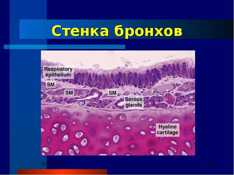 Стенки бронхов. Строение стенки бронхов. Строение с,енки бронхов. Стенка бронха. Структура бронхиальной стенки.