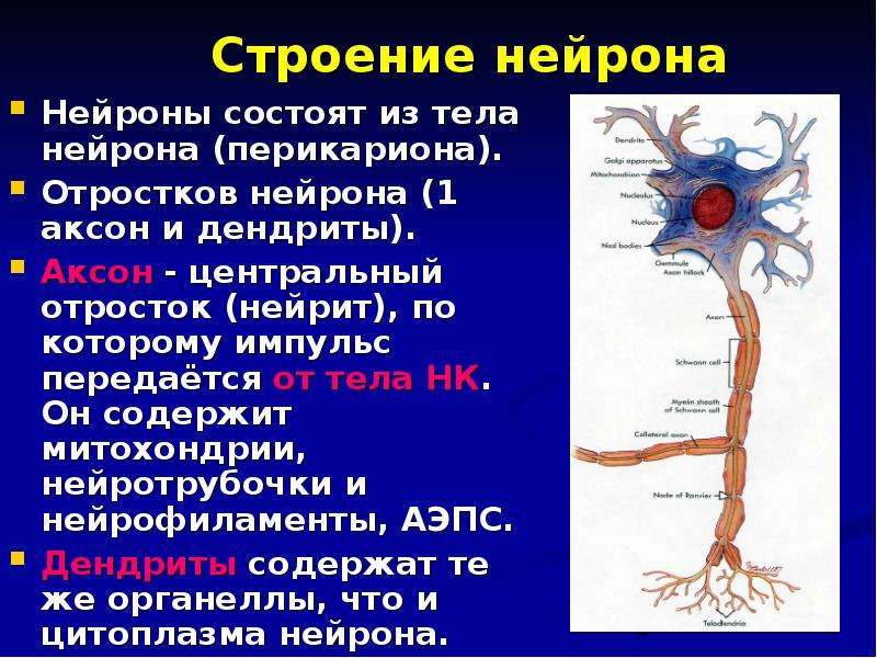 Картина смерть нейрона