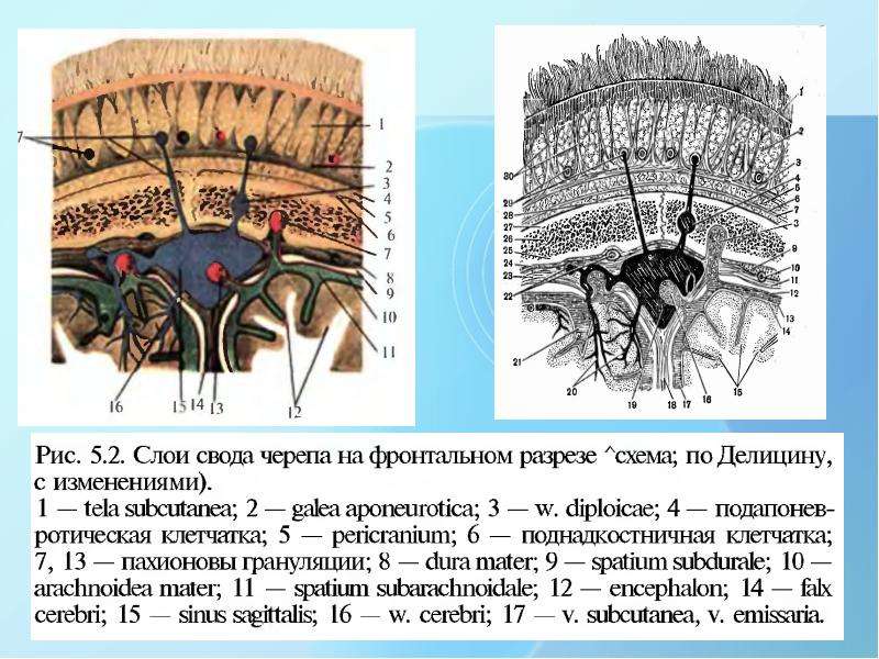 Слои свода черепа схема