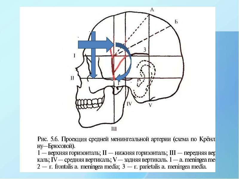 Схема кренлейна брюсовой топографическая анатомия