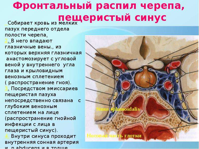 Латеральная стенка пещеристого синуса