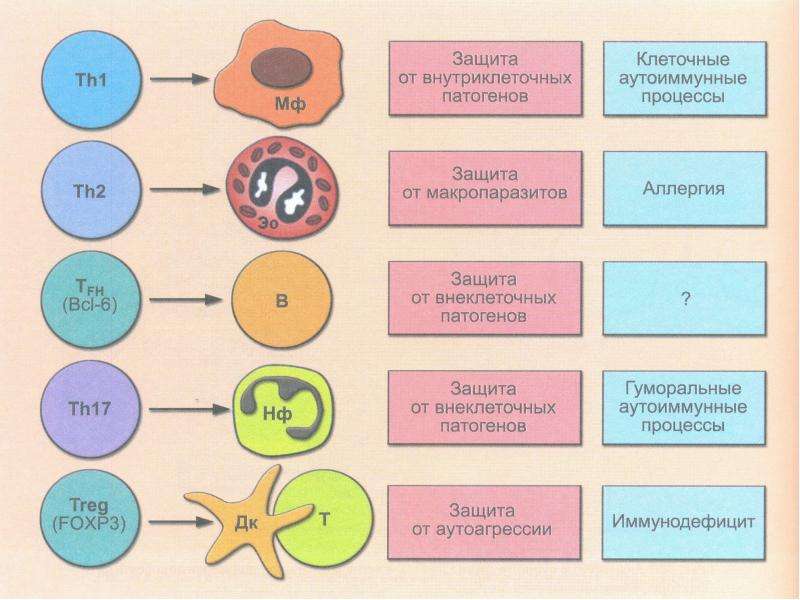 Процесс защиты. Th1-цитокины промотируют Синтез. Защита от патогенов. Механизмы защиты от внеклеточных патогенов. Внутриклеточные и внеклеточные патогены.