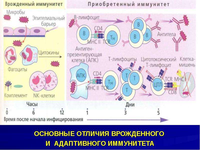 Врожденный иммунитет картинки для презентации