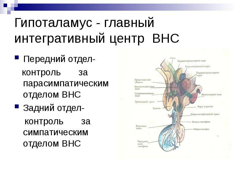 Регуляция вегетативной нервной системой гипоталамусом схема