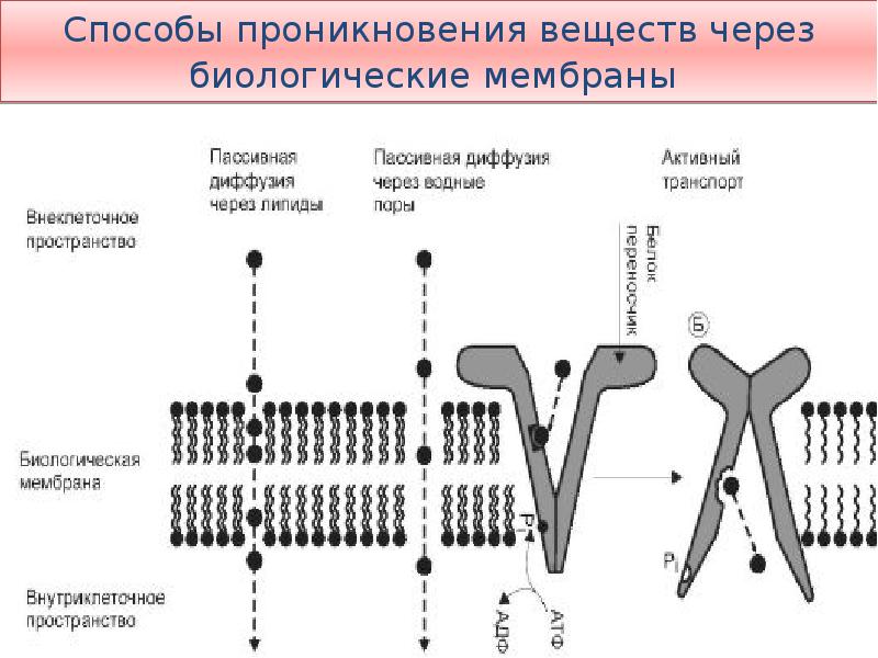 Виды транспорта через клеточную мембрану схема