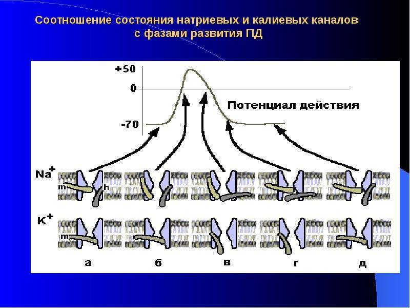 Моделирование в физиологии. Состояние натриевых каналов. Калиевые каналы физиология. Функции калиевых каналов. Натриевые и калиевые каналы.