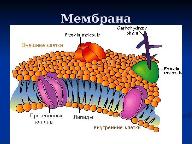 Патология клетки