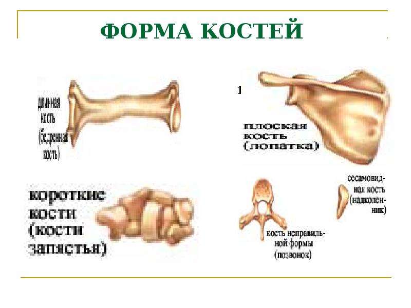 Форма костей. Формы костей. Плоские кости по форме. Форма костей схема. Перечислите формы костей.