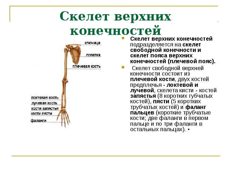 Скелет свободной верхней конечности плечевая кость. Скелет верхних конечностей состоит. Скелет пояса верхних конечностей. Скелет свободной верхней конечности состоит из.