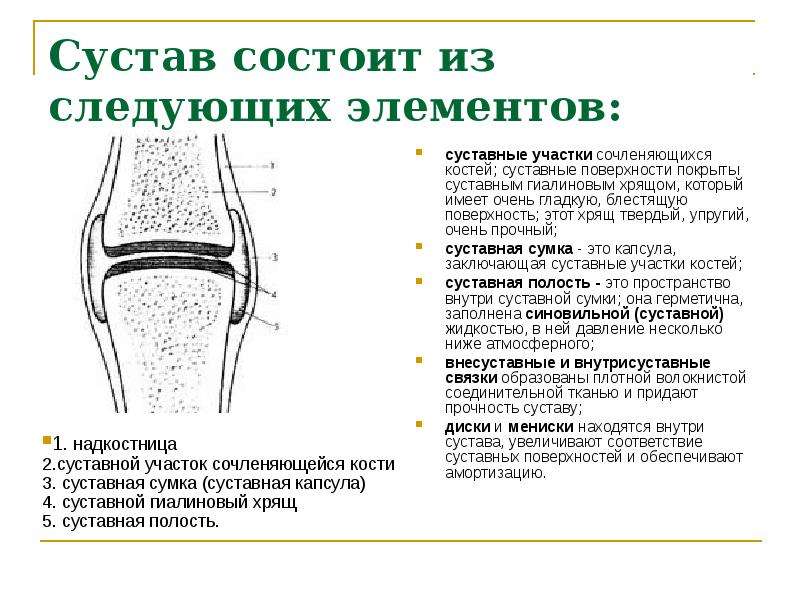 Суставные поверхности костей. Суставные поверхности костей покрывает хрящевая ткань. Гиалиновый хрящ суставной поверхности бедренной кости. Суставные поверхности сочленяющихся костей. Коленный сустав сочленяющиеся поверхности.