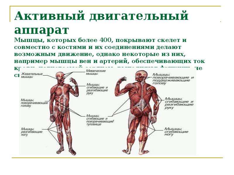 Назови активную