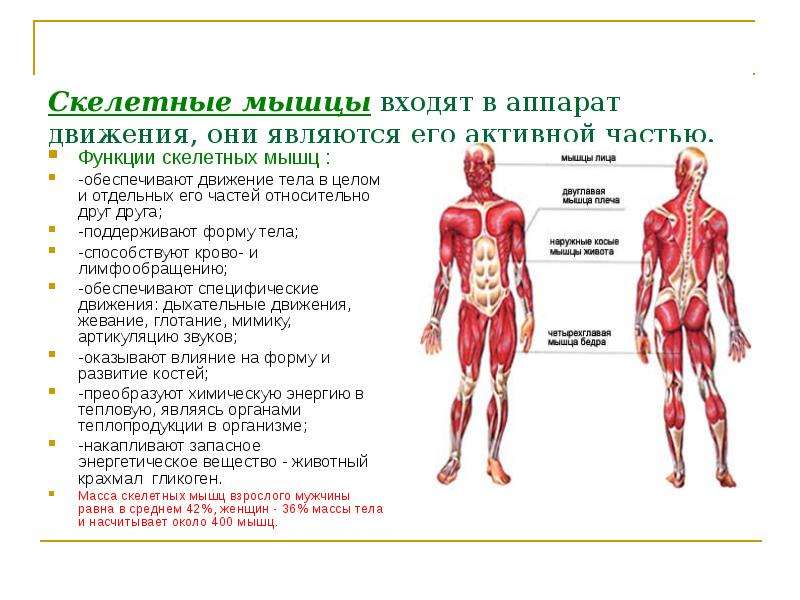 Мышцы человека презентация 8 класс