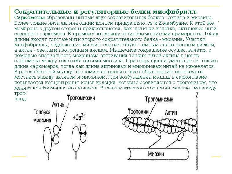 Анатомия и физиология опорно двигательного аппарата презентация