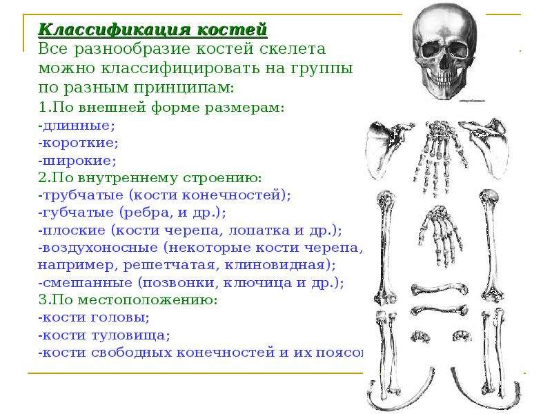 Анатомия и физиология опорно двигательного аппарата презентация