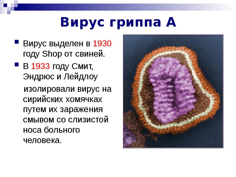 Вирус паротита презентация