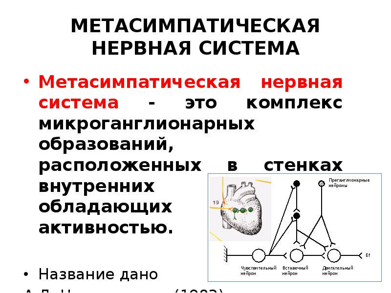 МЕТАСИМПАТИЧЕСКАЯ НЕРВНАЯ СИСТЕМА Метасимпатическая нервная система - это комплекс микроганглионарны