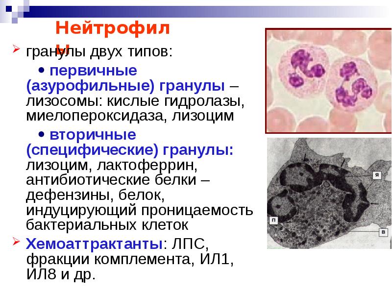 Интенсивность грануляции нейтрофилов