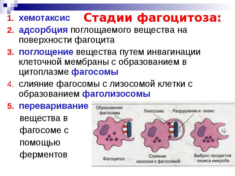 Поглощаемое вещество