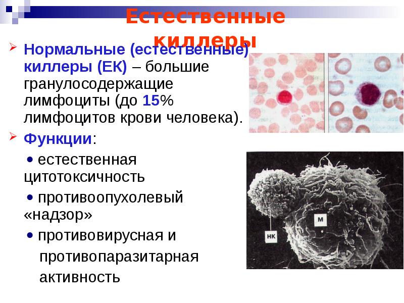 Естественные функции