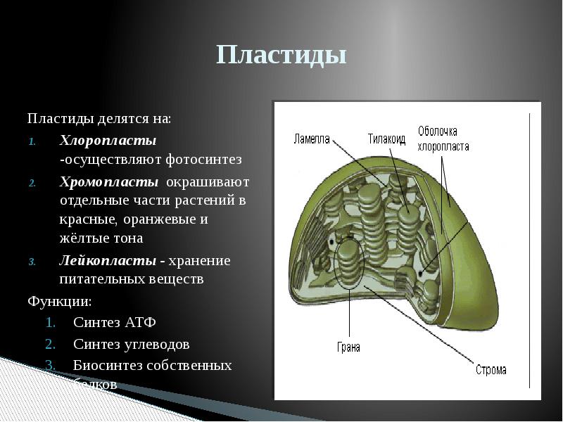 Фотосинтез пластиды