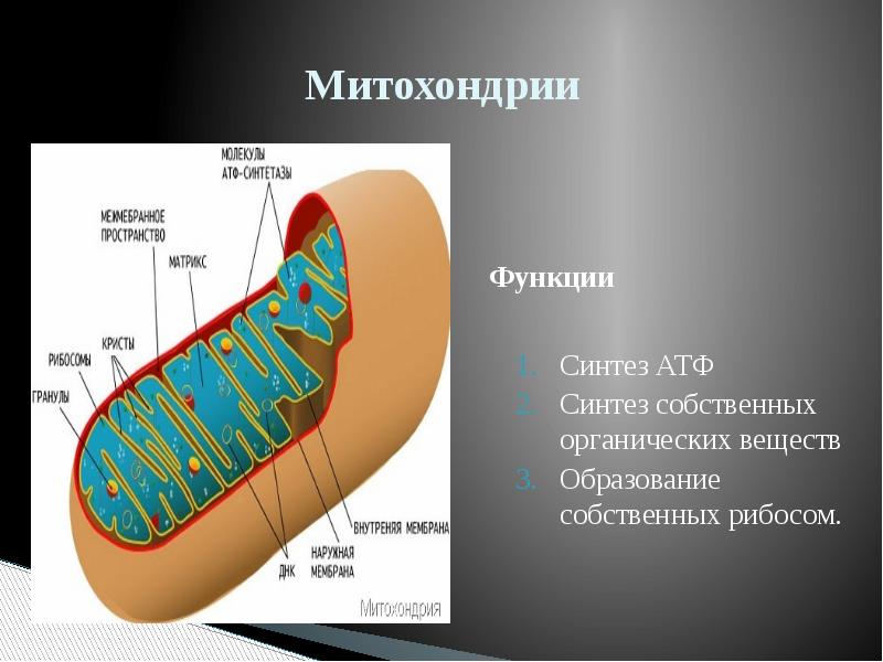 Митохондрии атф хлоропласты. Функции митохондрии Синтез АТФ. Образование АТФ В митохондриях. Синтез АТФ В митохондрии клетки. Митохондрии строение и функции.