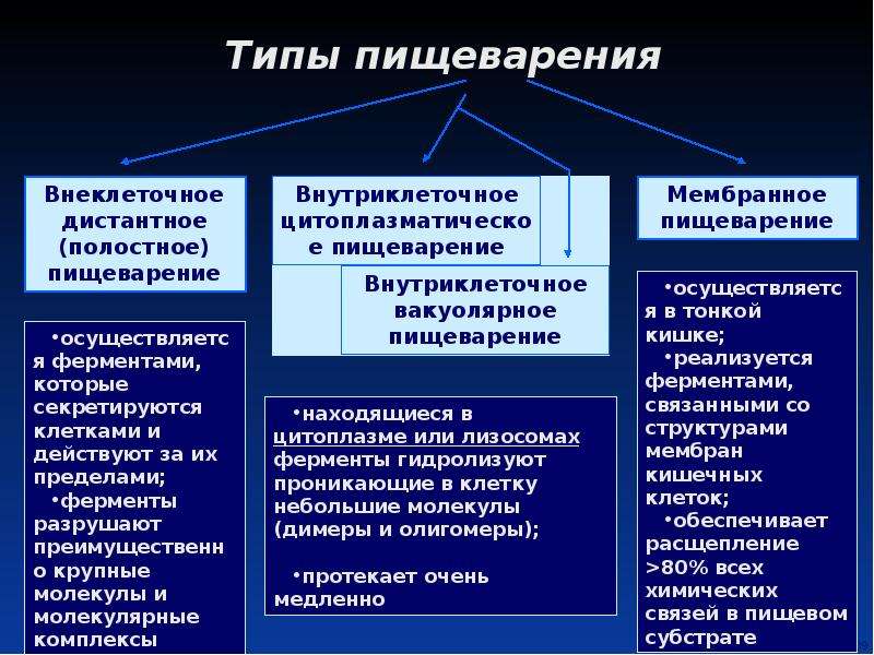 Типы пищеварения. Классификация пищеварительных процессов. Основные типы пищеварения. Типы пищеварения, их характеристика.. Типы пищеварения физиология.