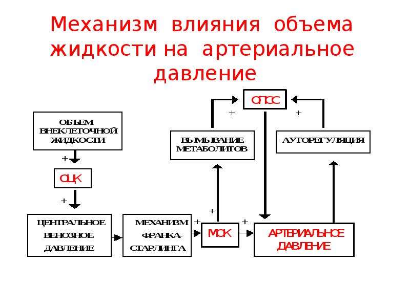 Как влияет жидкость. Механизм влияния Глюкозы на давление. Механизм влияния объема жидкости на артериальное давление. Влияние объема жидкости на кровяное давление. Механизмы влияния.