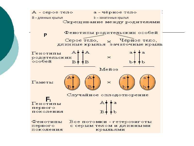 Основные закономерности наследования признаков у организмов 9 класс презентация пономарева