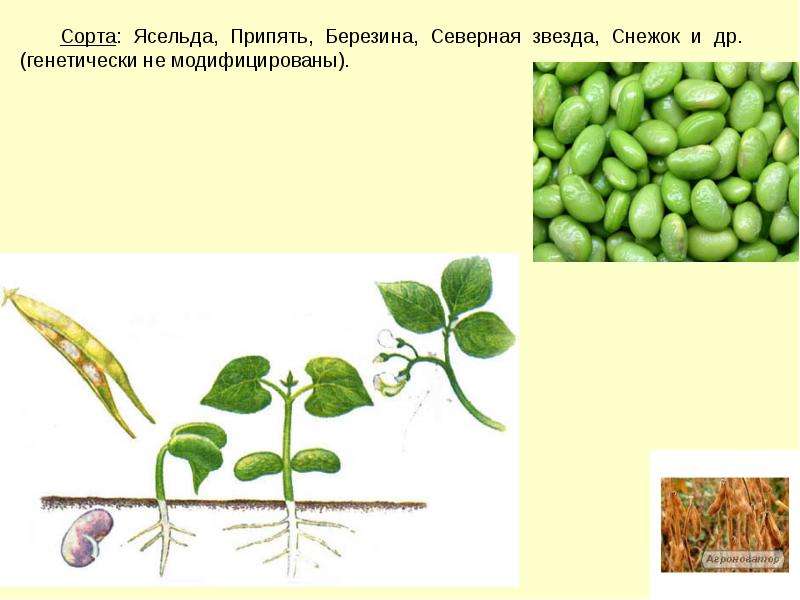 Технология возделывания сои схема