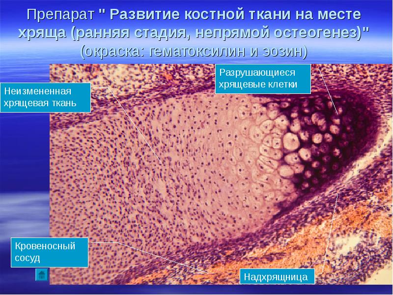 Костная ткань презентация