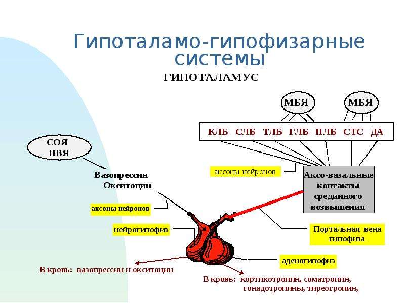 Гипоталамо гипофизарная система презентация