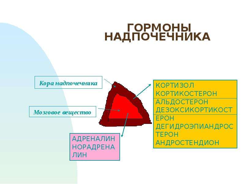 Мозговое вещество надпочечников. Кора надпочечников функции. Гормоны мозгового вещества надпочечников. Гормоны коры и мозгового слоя надпочечников. Физиология надпочечников.