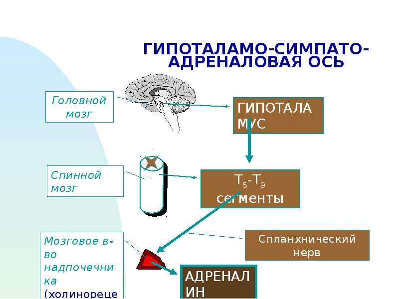 Симпатоадреналовая система схема