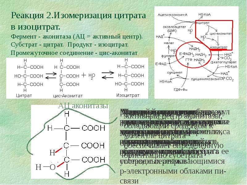 Схема цпэ для изоцитрата