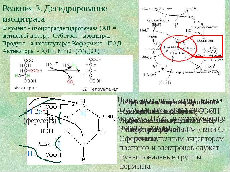 Схема цпэ для изоцитрата