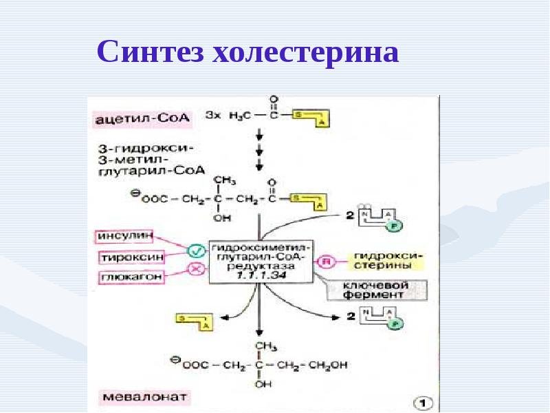 Схема синтеза холестерина