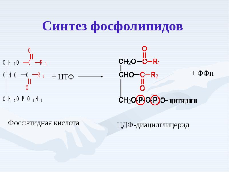 Синтез фосфолипидов схема