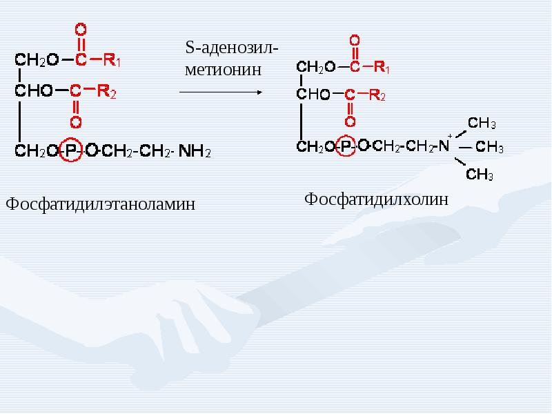 Пэт с метионином. S-аденозилметионин + фосфатидилэтаноламин. Фосфатидилэтаноламин в фосфатидилхолин. Холин фосфатидилэтаноламин. Фосфатидилэтаноламин образование.