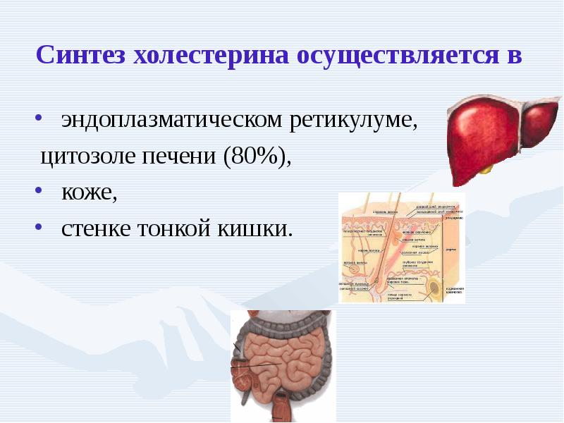 Синтез холестерина в печени