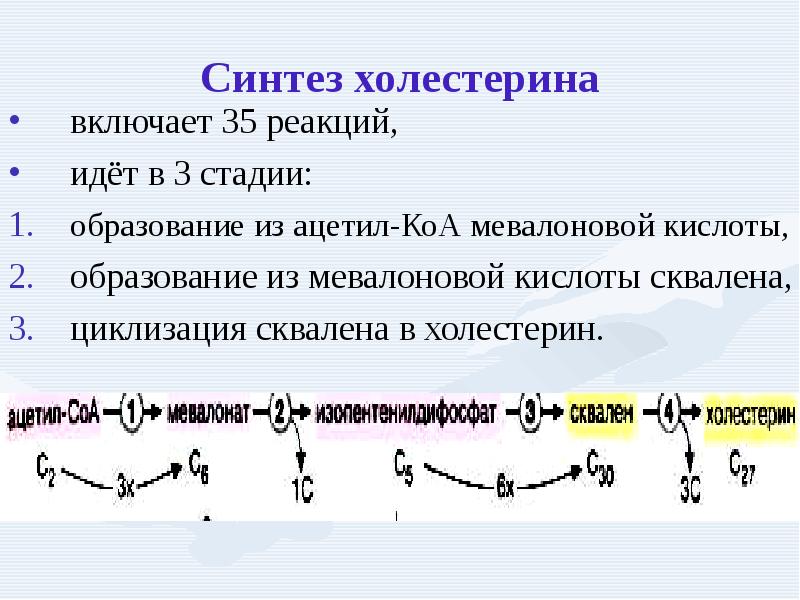 Этапы синтеза холестерина