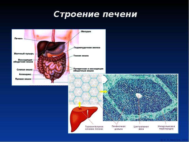 Что такое образование печени. Строение печени. Строение дольки печени анатомия. Поперечное сечение печени. Секретирующие структуры желудка.