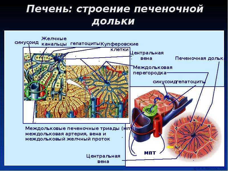 Строение печени. Центральная Вена печеночной дольки. Центральная Вена печеночной дольки анатомия. Строение печеночной дольк. Печеночная Триада анатомия.