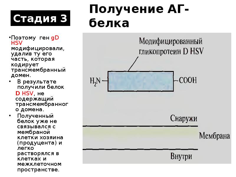 Получение ag. Получение белка.