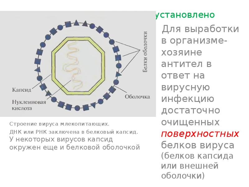 Белковый капсид. Коронавирус капсид. Строение РНК вируса. Коронавирус строение вируса.