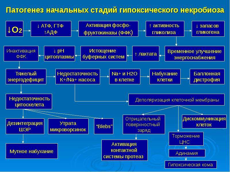 Гипоксии патофизиология презентация