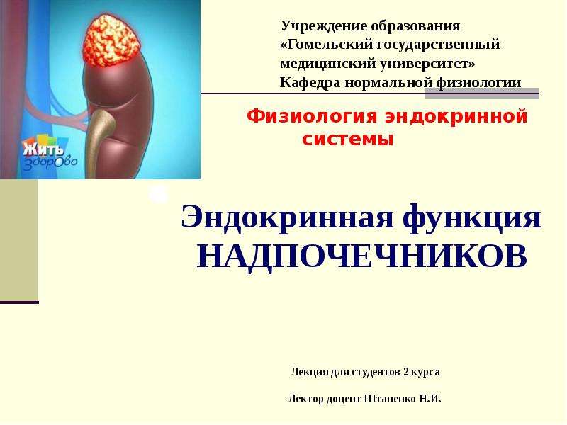 Эндокринология презентация. Эндокринная функция надпочечников. Эндокринная функция.