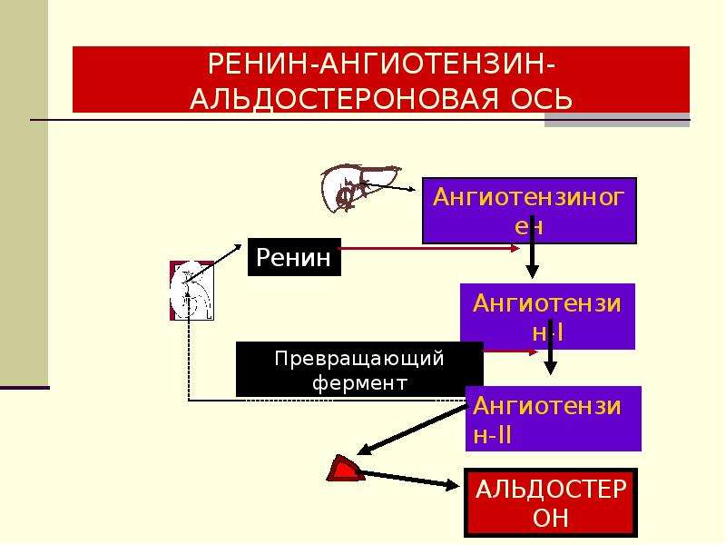 Ренин ангиотензиновая система схема