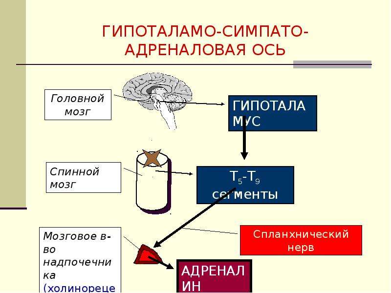 Симпато адреналовая система презентация